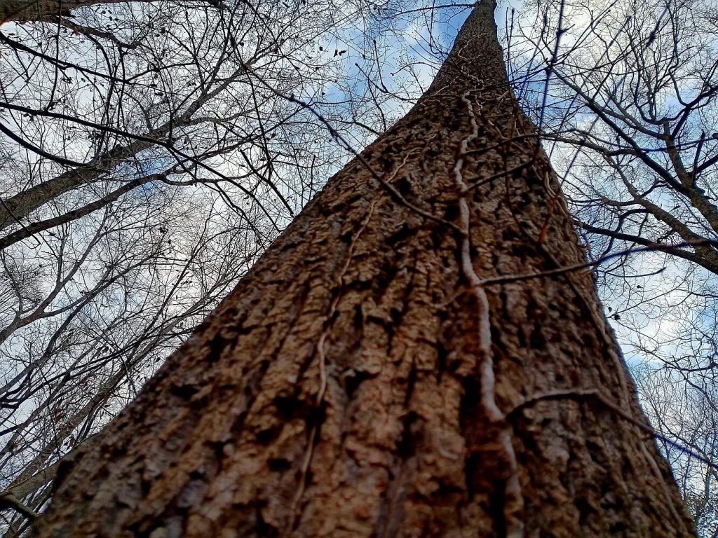 Land with 57 Acres in Detroit, Alabama - WA Online