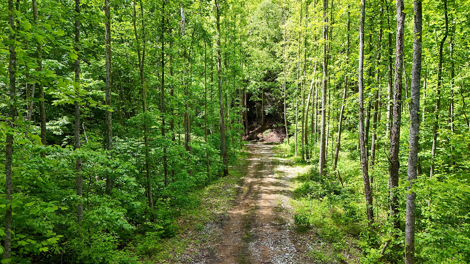 Wooded Land with 121 Acres in Roark, Kentucky